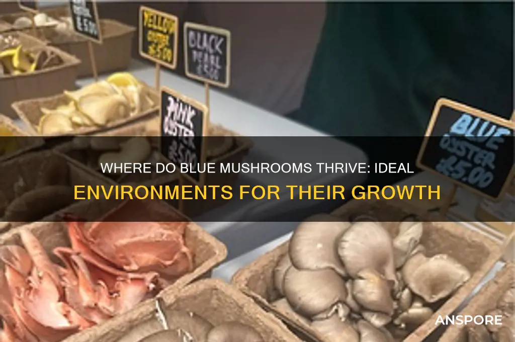 what type of environment do the blue mushrooms grow