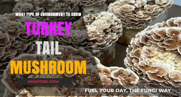 Optimal Conditions for Growing Turkey Tail Mushrooms at Home