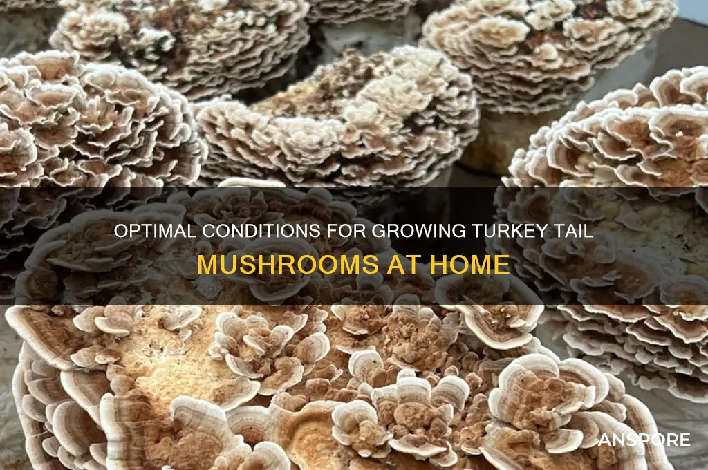 what type of environment to grow turkey tail mushroom