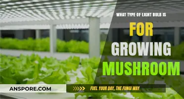Best Light Bulbs for Mushroom Cultivation: A Comprehensive Guide