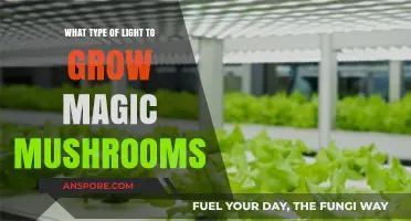 Best Lighting for Growing Magic Mushrooms: A Comprehensive Guide