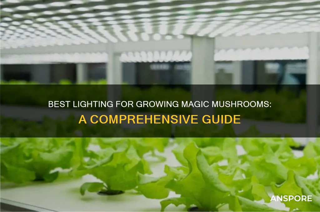 what type of light to grow magic mushrooms