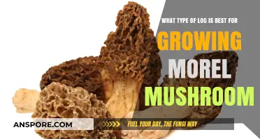 Best Logs for Growing Morel Mushrooms: A Comprehensive Guide