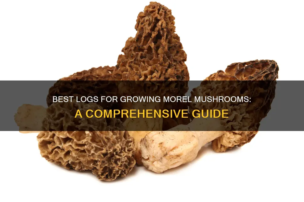 what type of log is best for growing morel mushrooms