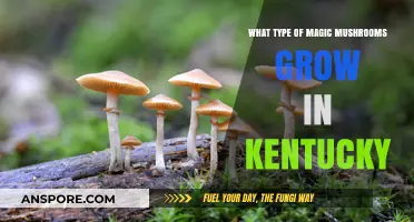 Exploring Kentucky's Wild Magic Mushrooms: Species, Habitat, and Identification Guide