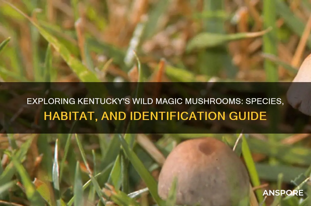 what type of magic mushrooms grow in kentucky