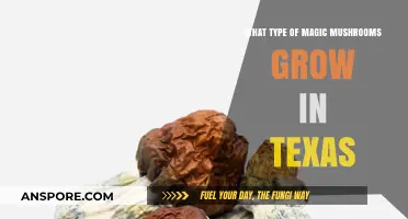 Exploring Texas: Native Magic Mushroom Species and Their Habitats
