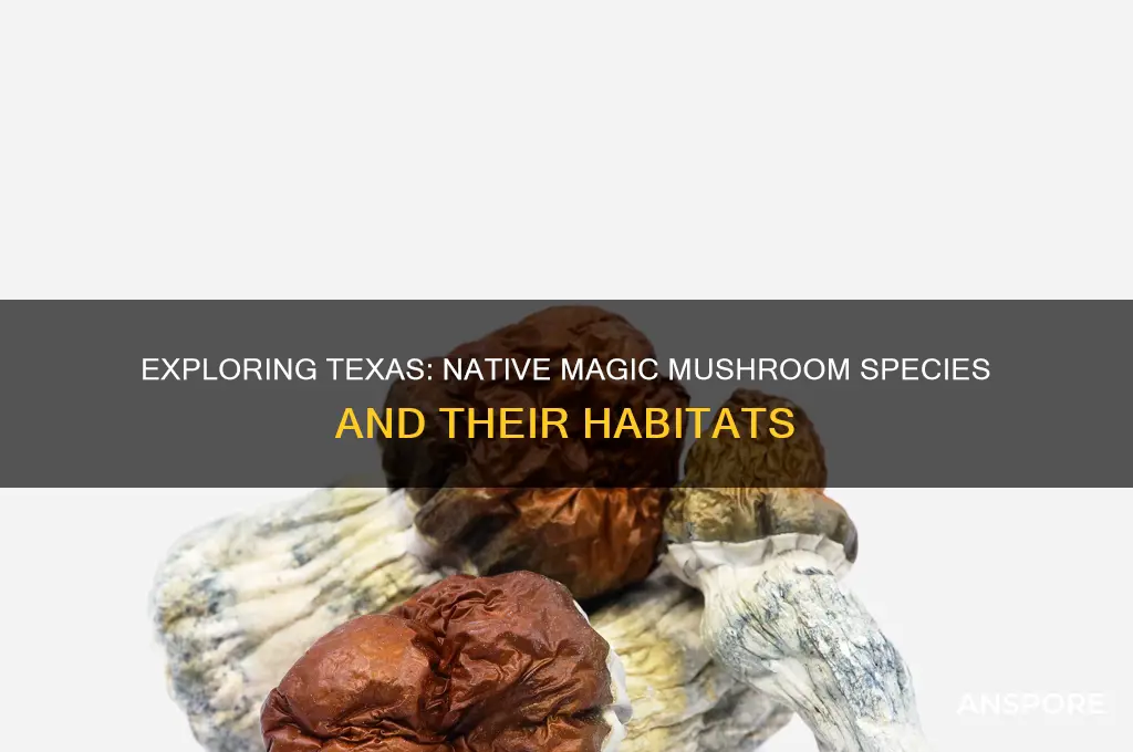 what type of magic mushrooms grow in texas