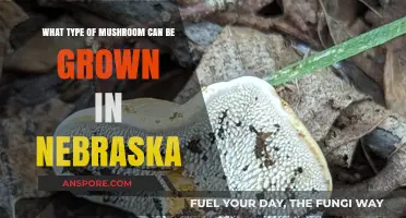Growing Mushrooms in Nebraska: Best Varieties for Local Conditions