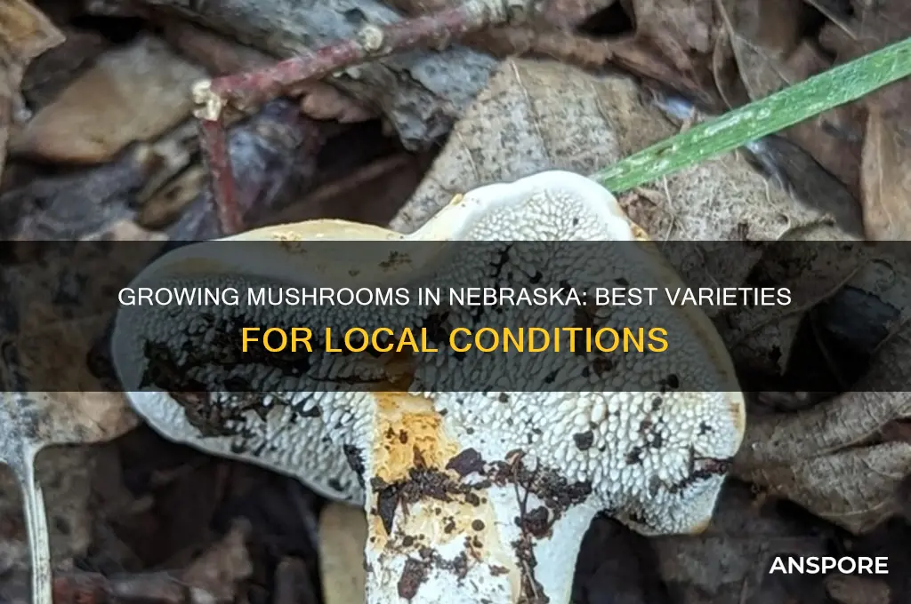 what type of mushroom can be grown in nebraska
