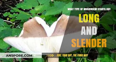 Discovering the Long and Slender Mushroom: A Unique Fungal Species