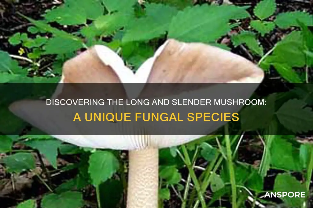 what type of mushroom starts out long and slender