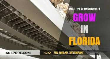 Best Mushrooms to Cultivate in Florida's Unique Climate and Conditions