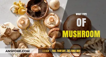 Mushroom Varieties: Understanding the Different Types