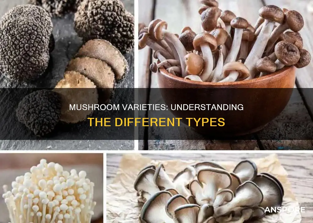 what type of mushroom