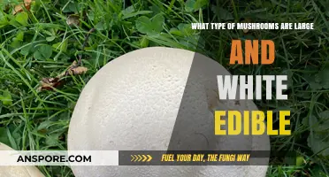 Discovering Large, White, and Edible Mushrooms: A Tasty Guide