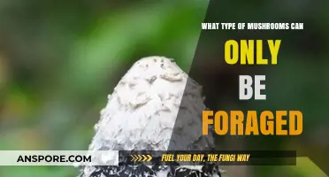 Foraging Only: Wild Mushrooms You Can’t Cultivate or Buy