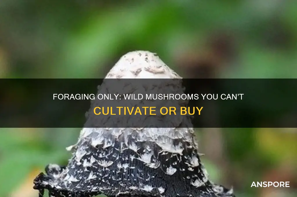 what type of mushrooms can only be foraged