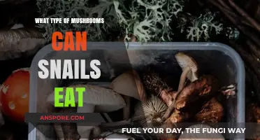 Snail-Safe Mushrooms: A Guide to Edible Fungi for Your Pets