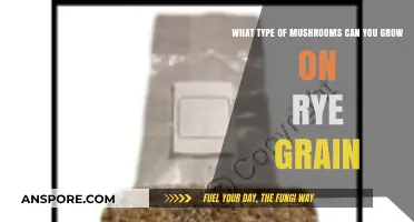 Growing Mushrooms on Rye Grain: Best Varieties and Techniques