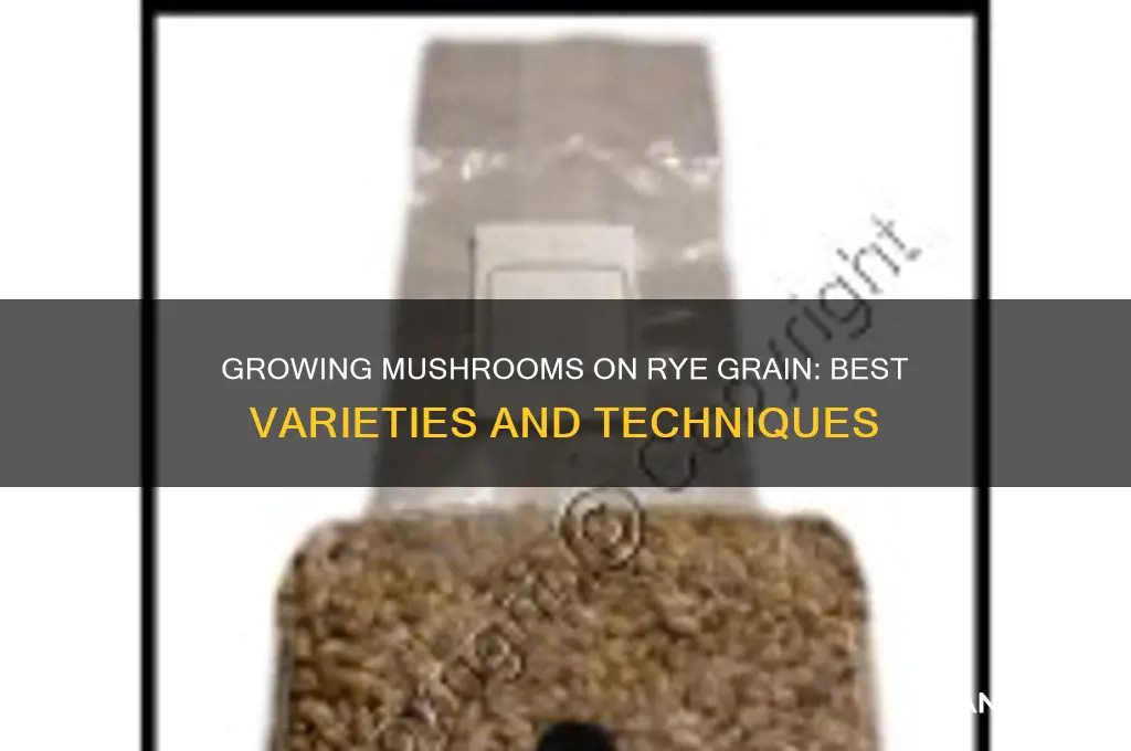 what type of mushrooms can you grow on rye grain