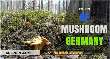 Mushroom Varieties in Germany: A Guide