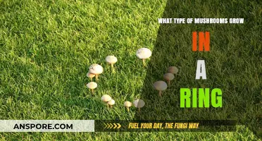 Mysterious Fairy Ring Mushrooms: Types and Their Magical Growth Patterns