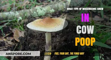 Cow Dung Delights: Exploring Mushrooms That Thrive in Cattle Manure