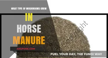 Horse Manure Mushrooms: Types, Benefits, and Growing Tips