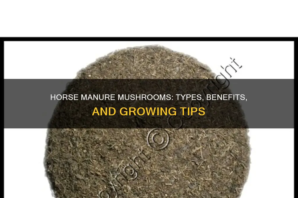 what type of mushrooms grow in horse manure