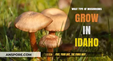 Discovering Idaho's Diverse Mushroom Varieties: A Forager's Guide