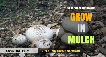 Mushrooms in Mulch: Identifying Common Fungi in Garden Beds