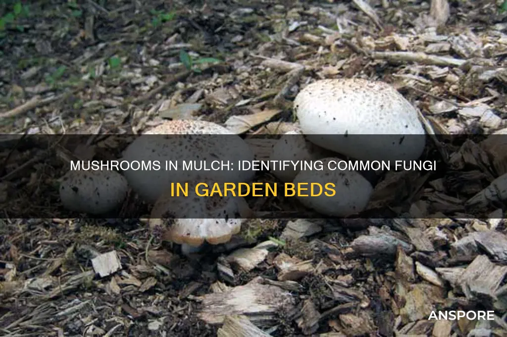 what type of mushrooms grow in mulch