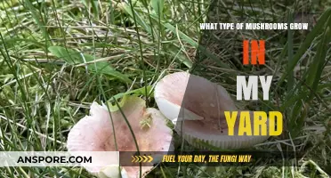 Discovering the Wild Mushrooms Growing in Your Backyard: A Guide