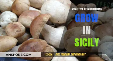 Sicily's Fungal Treasures: Exploring the Island's Diverse Mushroom Varieties