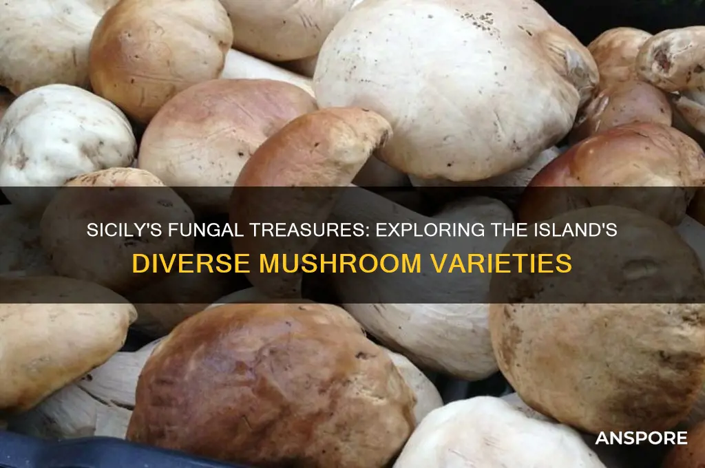 what type of mushrooms grow in sicily