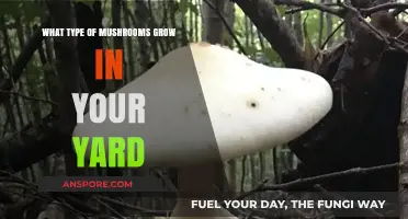 Discovering the Wild Mushrooms Growing Naturally in Your Backyard