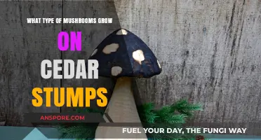 Discovering Mushrooms That Thrive on Cedar Stumps: A Mycological Guide
