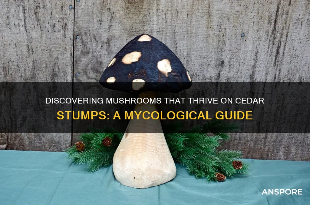 what type of mushrooms grow on cedar stumps