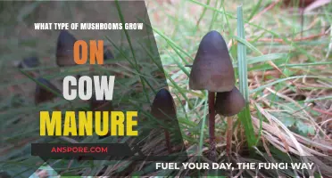 Cow Manure Mushrooms: Types, Benefits, and Growing Tips Revealed