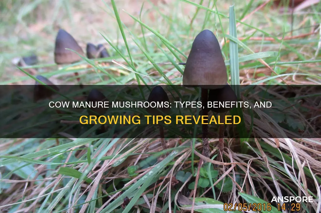 what type of mushrooms grow on cow manure