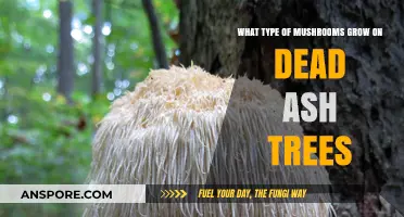 Identifying Mushrooms Thriving on Dead Ash Trees: A Comprehensive Guide
