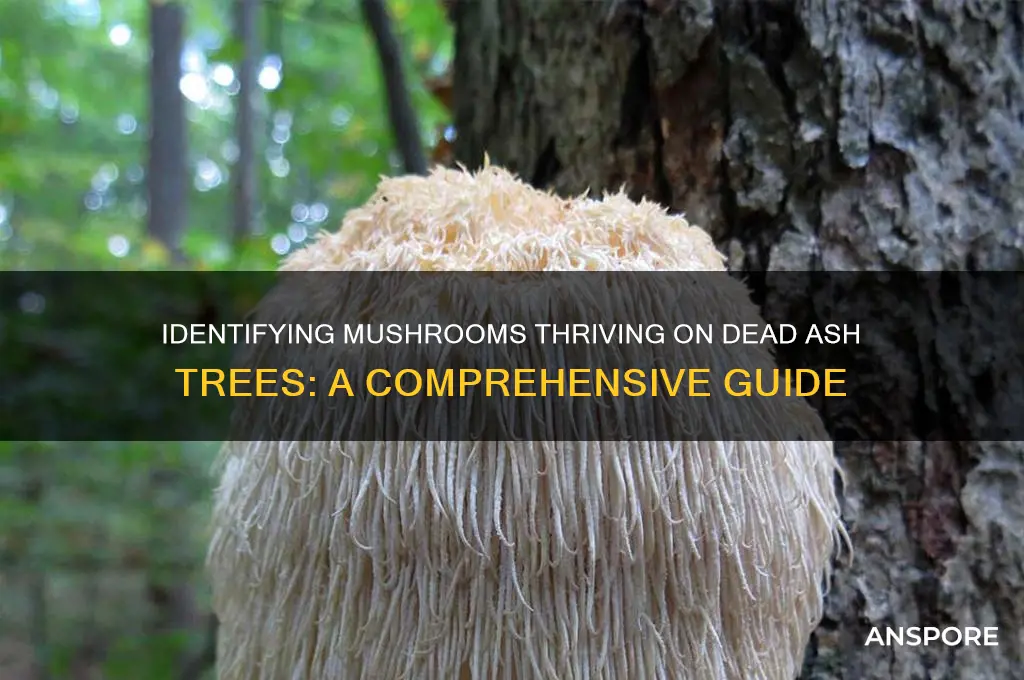 what type of mushrooms grow on dead ash trees
