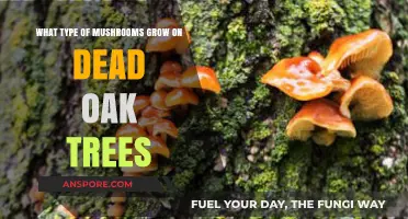 Discovering Fungi: Mushrooms Thriving on Decaying Oak Trees Explained