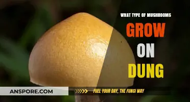 Dung-Loving Fungi: Exploring Mushrooms That Thrive on Animal Waste