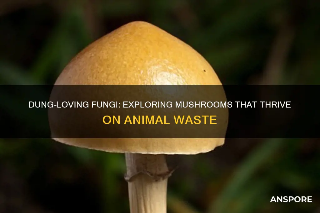 what type of mushrooms grow on dung