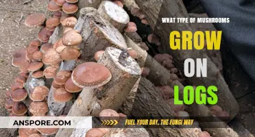 Discovering Log-Loving Mushrooms: Types Growing on Fallen Trees