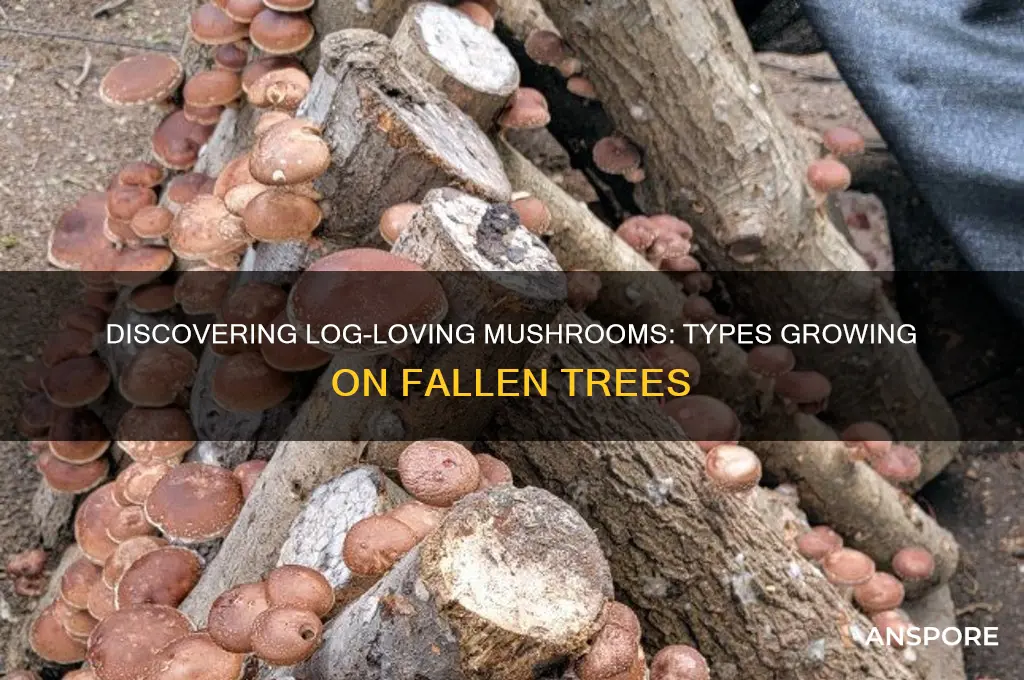 what type of mushrooms grow on logs