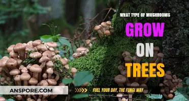 Tree-Dwelling Fungi: Exploring Mushrooms That Thrive on Living Trees