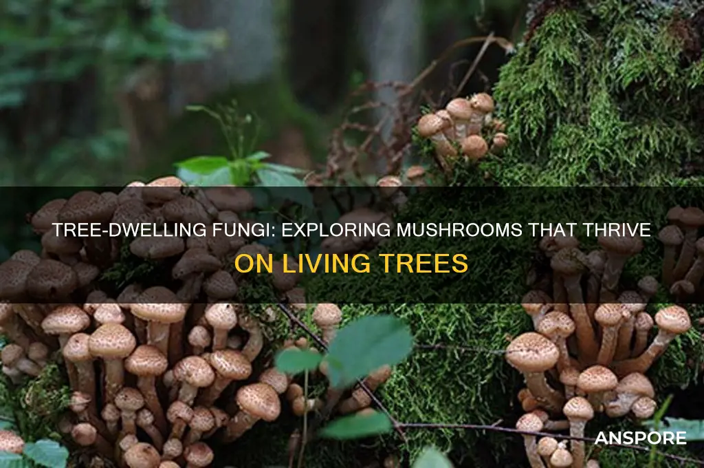what type of mushrooms grow on trees